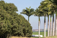 fazenda das palmeiras cva arquitetura